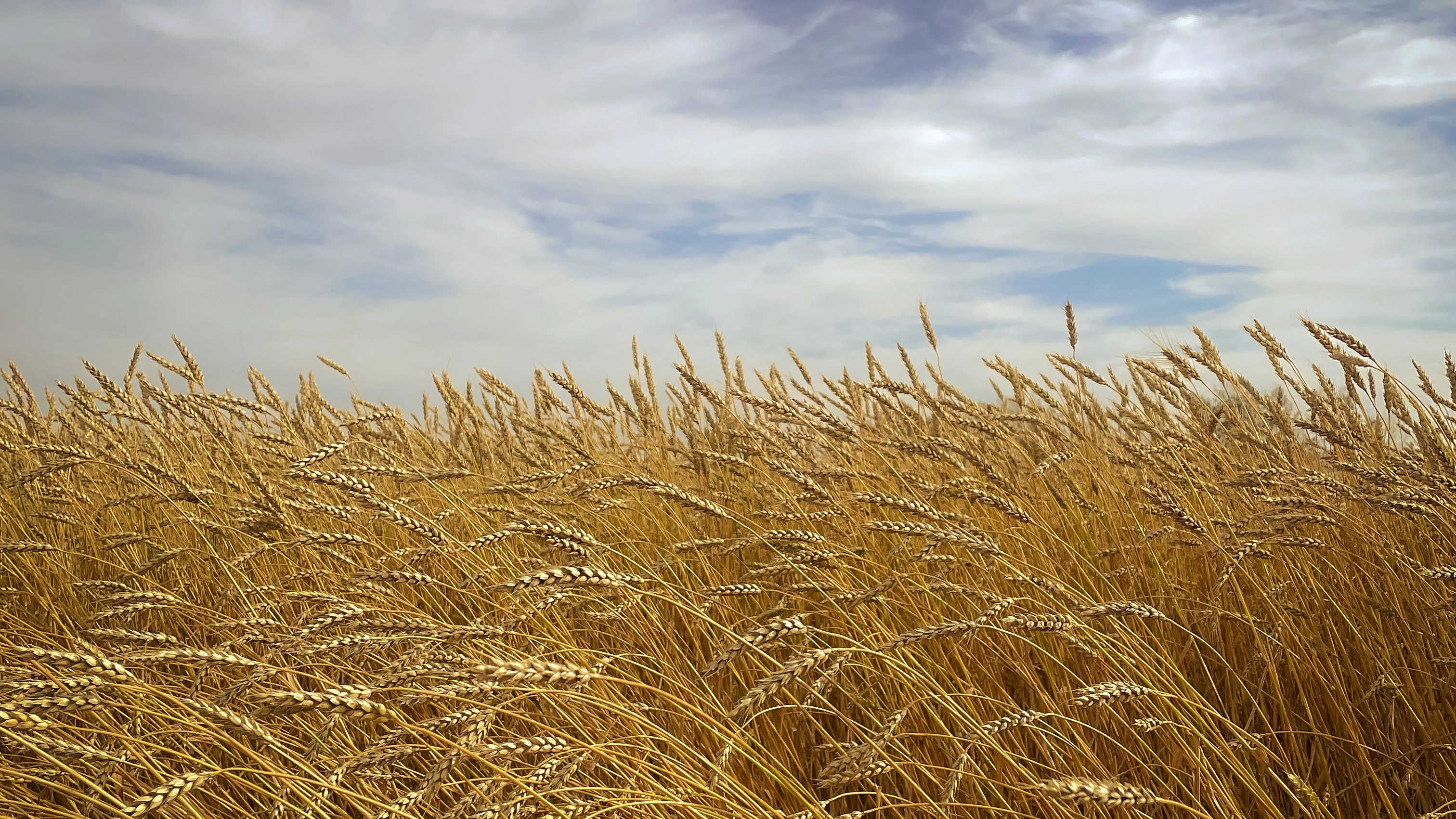 Фон проекта